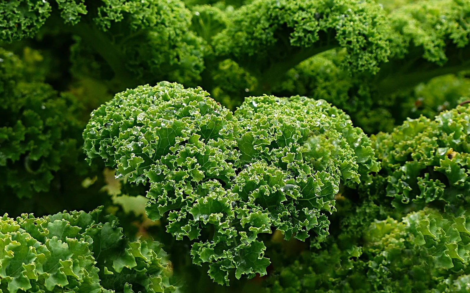 Plant, nature and kale