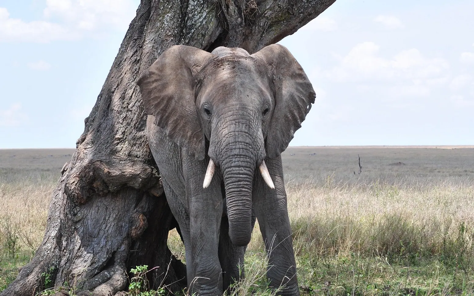 Elephant, serengeti and africa