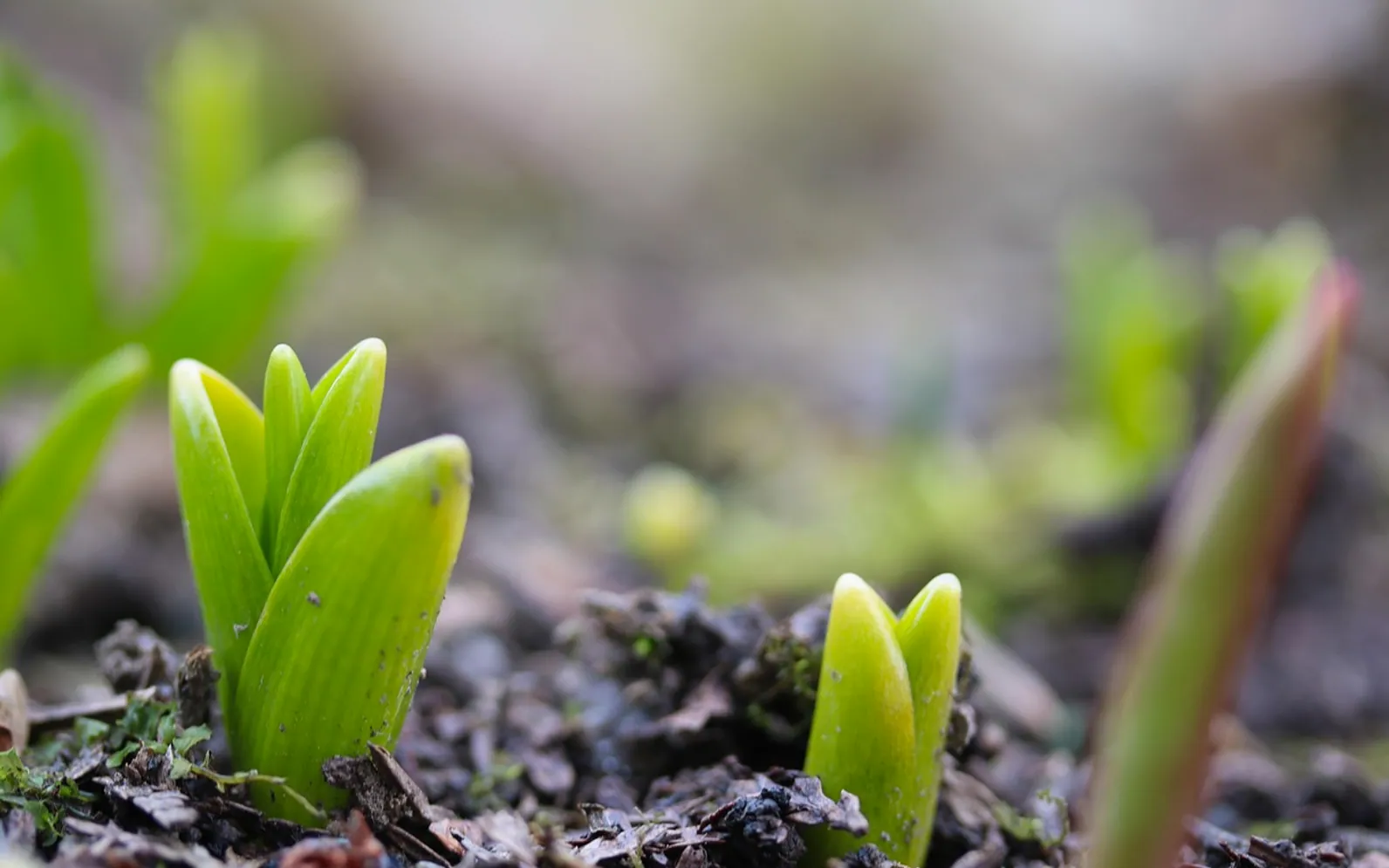 Tulips, nature and flower bulbs